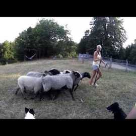 Herding/Pasení NICK