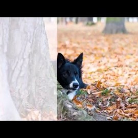 Agility tréninky 2015 NICK
